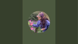Ha Mai - J   đance - phát trực tiếp