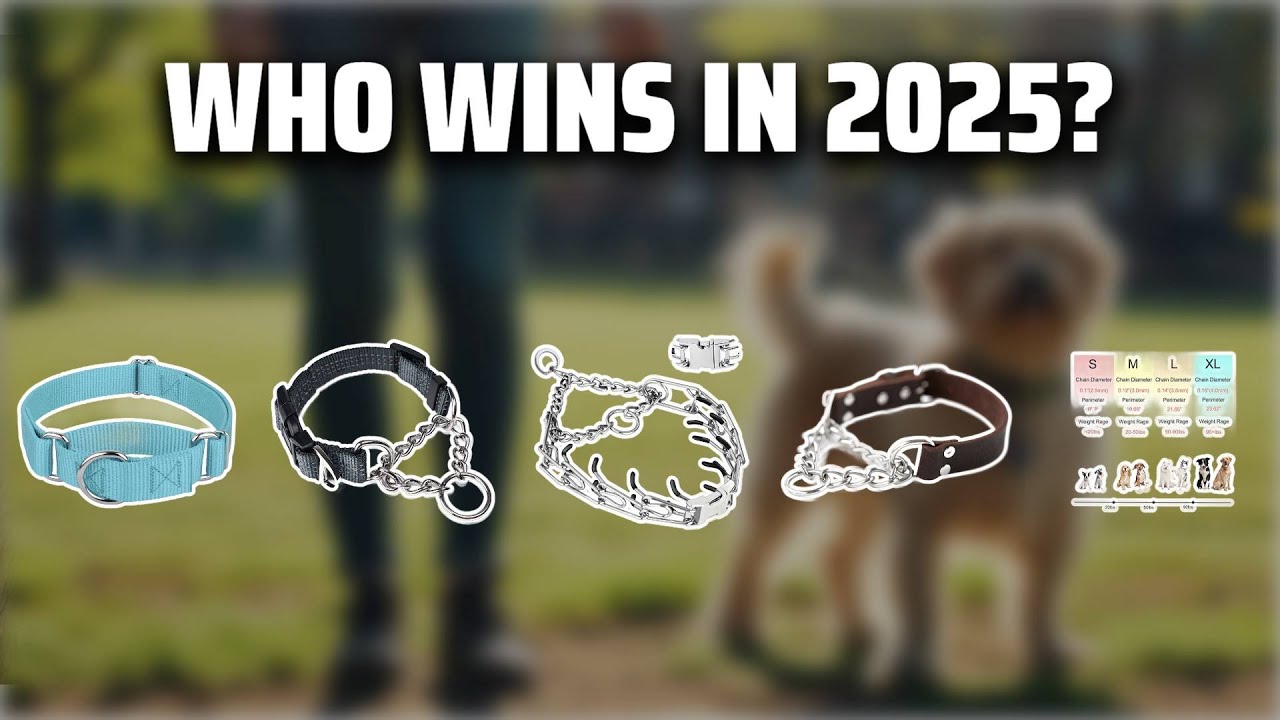 The Top 5 Best Walking Collar in 2025 - Must Watch Before Buying!