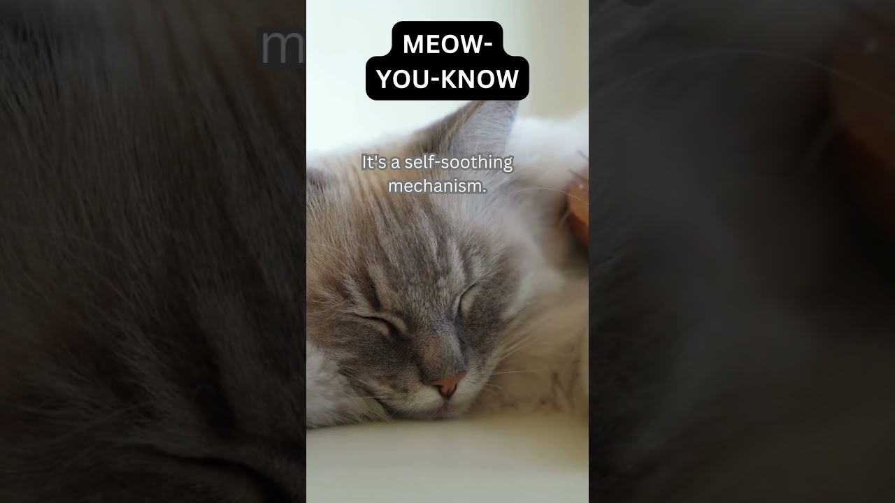 Meow you know: Interesting Fact about Cats (Purring) 