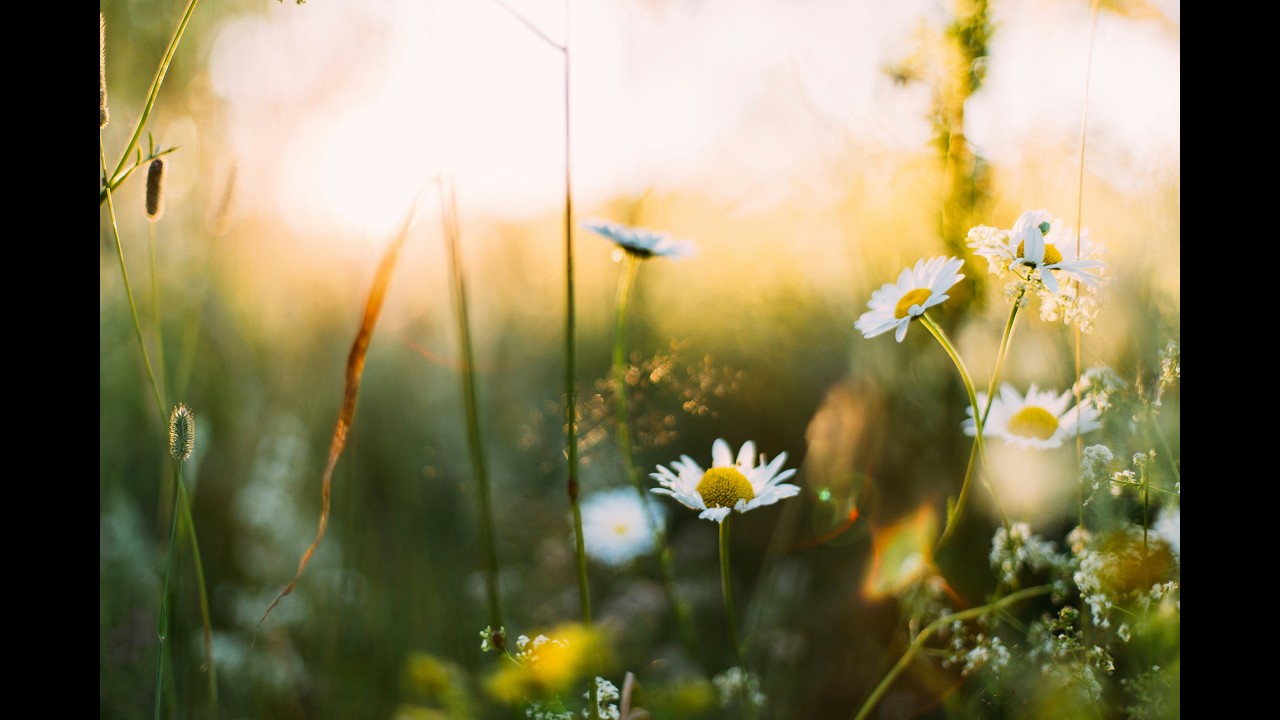 3/22/26 Sunday Service - "The Wildness of Spring" by Elliot Ahr