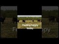 Happy cows
