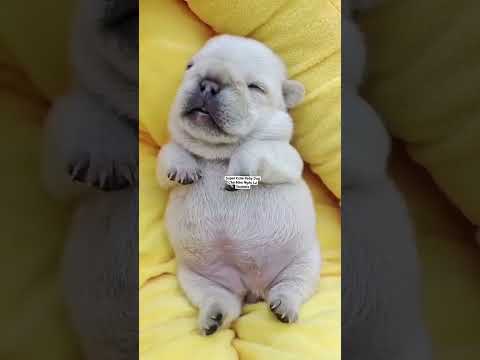 Video CHÓ CON CUTE NHẤT | Super Cute Baby Dog #shorts... - youtube