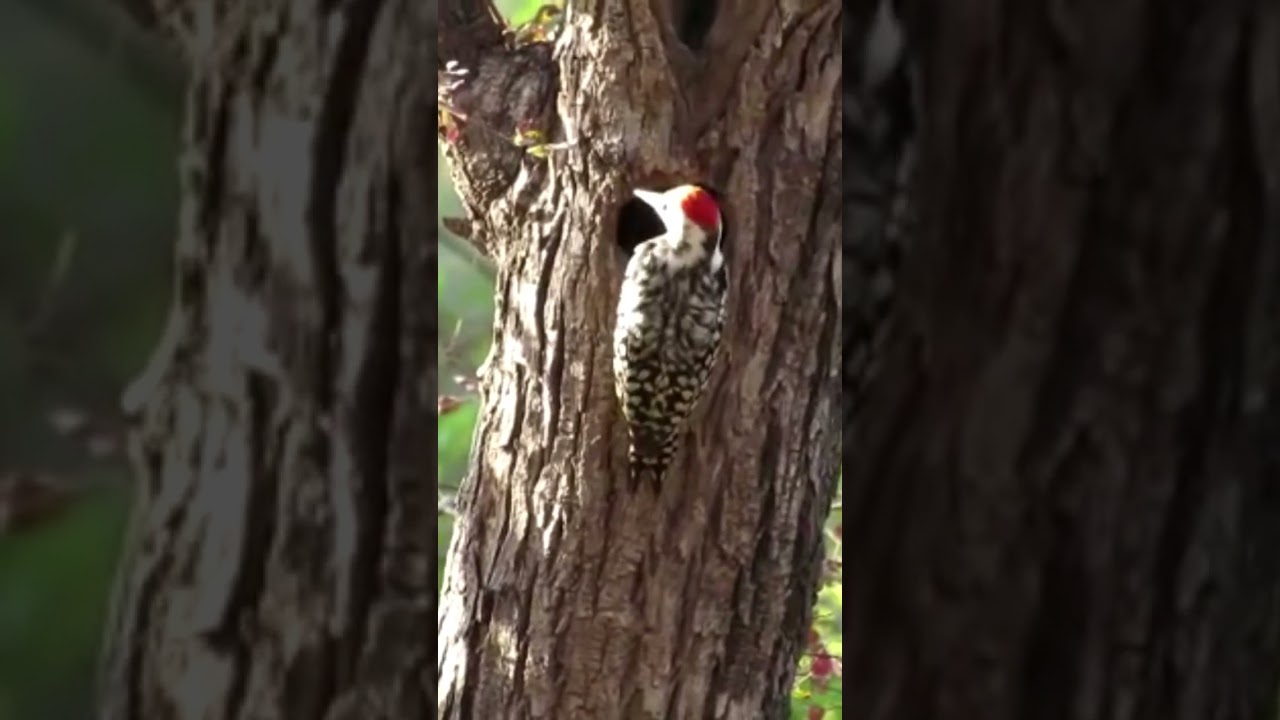 brown capped pygmy woodpecker ranthambhore