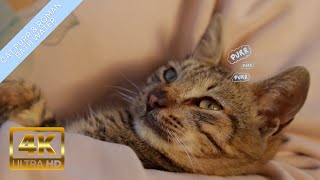 Cute Cats  😽 🍵🍃 1 Hour Relaxing Cat Purr with Soft Water Stream From a Roman Bath by Healing Cats Relaxing Music 251 views 7 months ago 1 hour, 11 minutes
