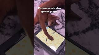 Cat playing video game #abyssinian #cat #funnyanimals #funnycat #catlover #cute #animals screenshot 4