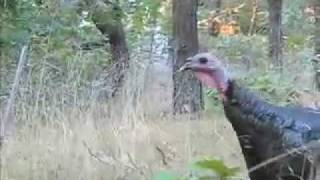 CapeCast: Wild turkeys run for their lives!
