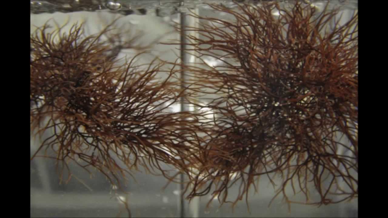 IV. Seaweed Culture in New England Gracilaria. Part 4 of 6. YouTube