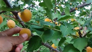 Harvesting Fresh Juicy Apricots, Relaxing Video | Apricot Fruit