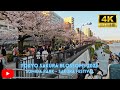 Tokyo Cherry Blossom 2023: Exploring the Sumida Park Sakura Festival [4K]!