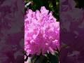 Beautiful Relaxing Music #shorts