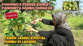 FIRST TIME HARVESTING JUMBO CRYSTAL GUAVA IN THE FIELD | THE TREE IS VERY SHORT, BUT THE FRUIT IS...