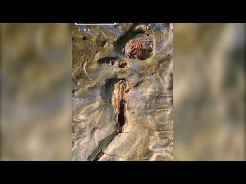 Видео: Рисотто нь ногоон вандуй, хулд загастай