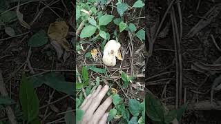 #wild mushroom
