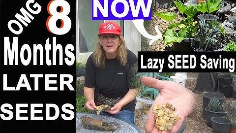 Saving TIME Collecting Seeds Mother Nature Way, Zucchini Squash will store its Seeds