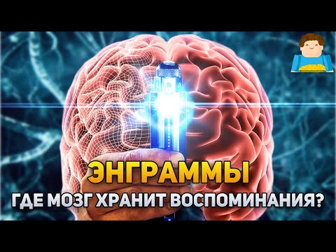 Энграммы: где мозг хранит воспоминания? | Plushkin