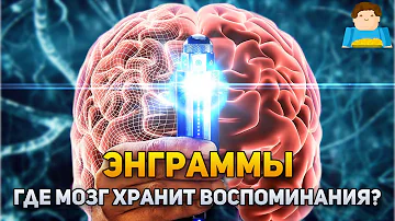 Энграммы: где мозг хранит воспоминания? | Plushkin