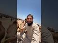 Alhamduliallah 2 VIP Camels Ka Souda Kar Liya😍🐫#mustafahanif #dailyvlog #entertainment #shorts