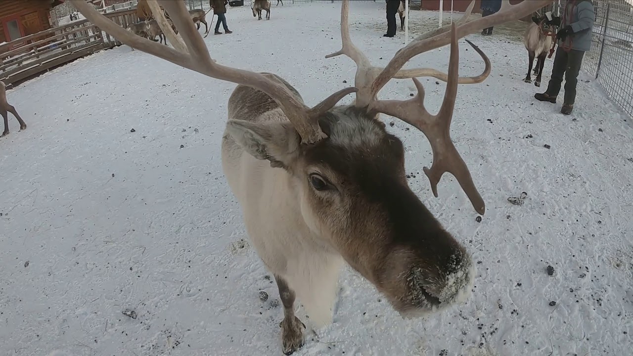 Journey to the Reindeer Farm