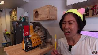Orijen รีวิวอาหารแมว Super Food Cat & Kitten ทำไมราคาถึงแพง | เหมียวอยากลอง