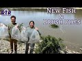 1000s Fish Stocked (New Species) - 5 Acre Pond Project - BIG UPDATE