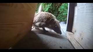 Happy New Year - Rückblick ⁉️ ein kleiner dünner Igel wird groß und stark ??