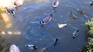Catfish vs. Ducks