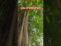 Vatsavitri Fast Worship Vatsavitrispecialmehendi Nature 2025 Ancient Vatpooja Poojaspecial Vatsavitri Fast Worship Vatsavitrispecialmehendi Nature 2025 Ancient Vatpooja Poojaspecial