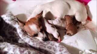 The Birth Of Angels ~ Celeste: Pregnant Rescued Chihuahua