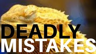 6 DEADLY Brumation Mistakes