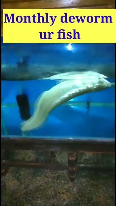 arowana Swim bladder problem