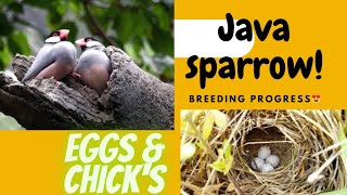 Java Sparrows Breeding Progress🐣 | Java Finches Last Round Breeding❤ || Abbottabad Birds🕊