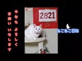 【最後は決める猫】今年もよろしくにゃーん #shorts #しろたん ラスト3秒音入り