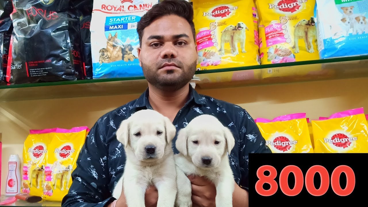 Labrador puppy For sale only 8000 in Delhi and India (Gaurav dog world)( 9711696640)