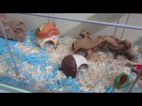 small pets for kids Meet Heffalump! | SherwoodSmallPets 2018