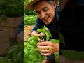 1 Basil Plant That Never Stops Growing
