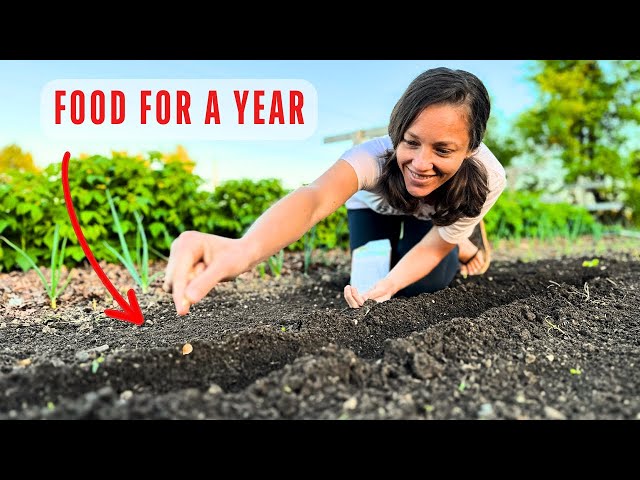 Turning our 1/8 ACRE GARDEN into a YEARS' SUPPLY OF FOOD (part 2) class=