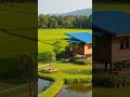“Small House in the Middle of Rice Fields 🌾” #3D