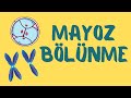 10.Sınıf Biyoloji: Mayoz Bölünme