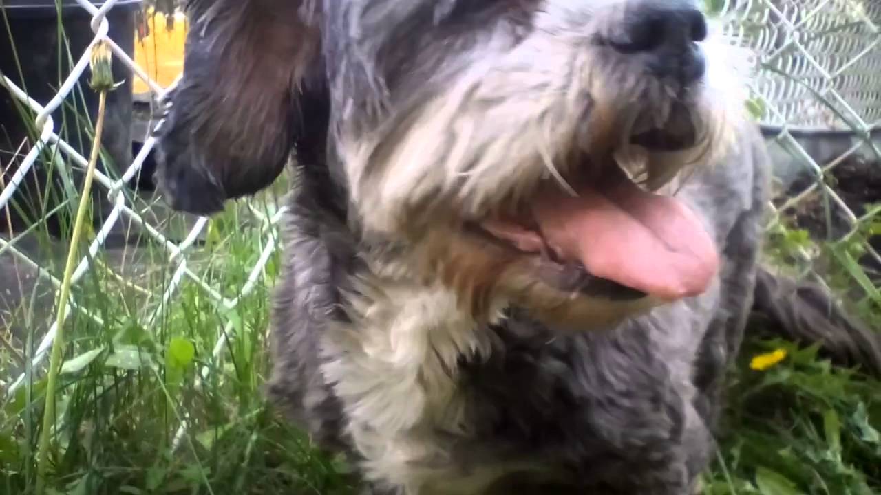 camera iphone 8 plus apk 2 funny dogs