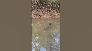 Rái cá bơi lội trong rừng rủ chó cùng tham gia