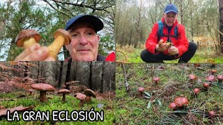 MÁS DE CIEN EJEMPLARES JUNTOS (Identificación de la especie Imleria badia)