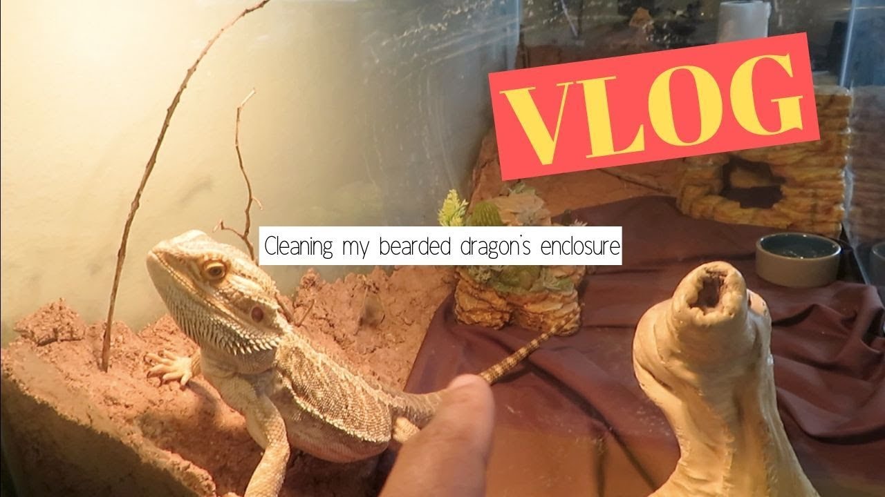 BEARDED DRAGON VLOG | (cleaning my bearded dragon's enclosure)