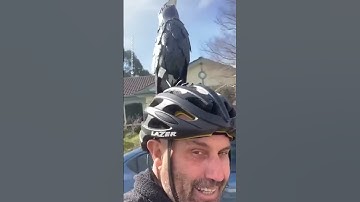 Funny hack to prevent magpies swooping