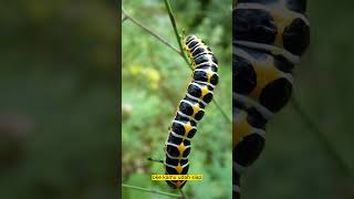 Phobia Test: ENTOMOPHOBIA (Takut terhadap serangga) #faktaunik #faktamenarik #phobia #viral