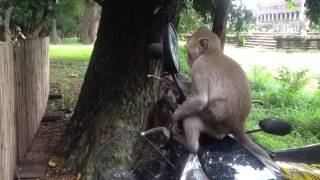 Monkey Vs Mirror