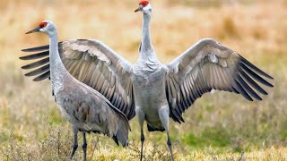 The Sound of Sandhill Cranes