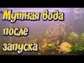 Мутная вода в новом аквариуме после запуска!  Причины помутнения воды в аквариуме!! Что делать!