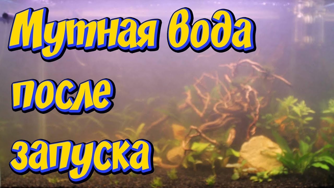 Мутная вода в новом аквариуме после запуска! Причины помутнения воды в аквариуме!! Что делать!