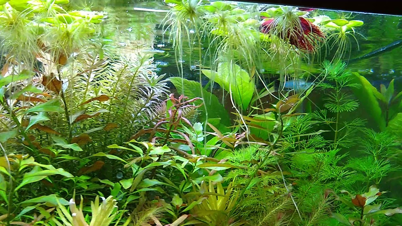 16Week Update on Heavily Planted 40Gallon Breeder Community Aquarium