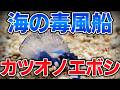 ゆっくり毒物vol.140　カツオノエボシ【ゆっくり解説】